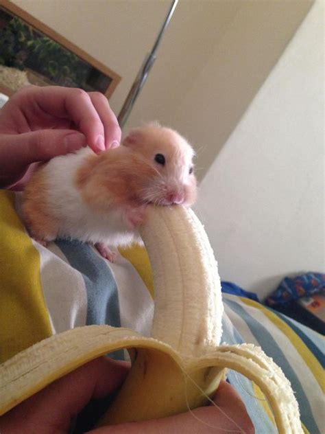 hamster eating banana